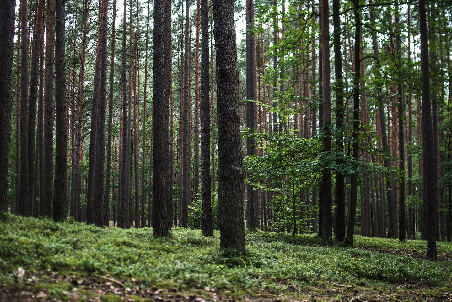 Từ Vựng Bài Đọc The Forgotten Forest