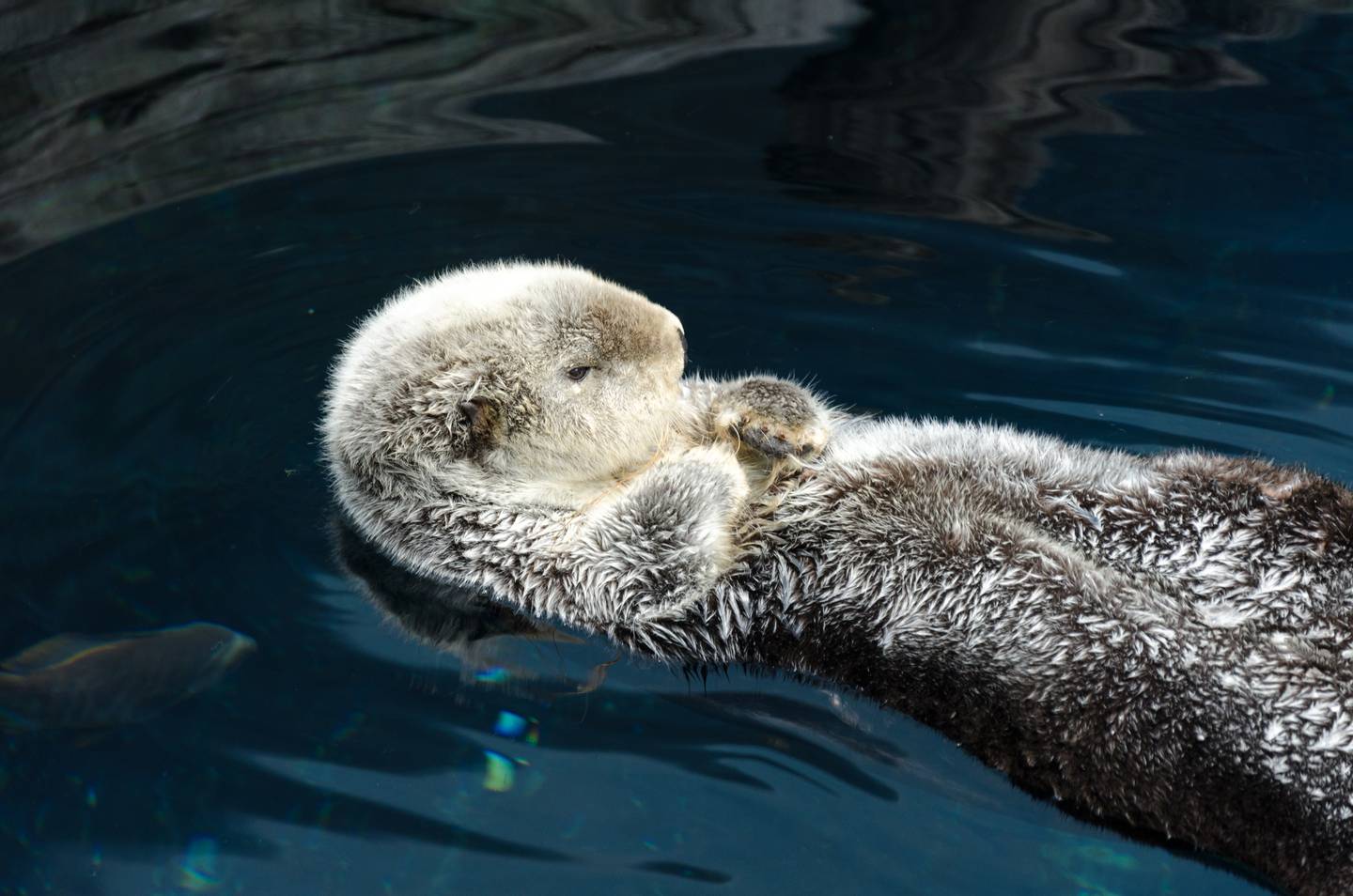 Từ Vựng Bài Đọc Otters