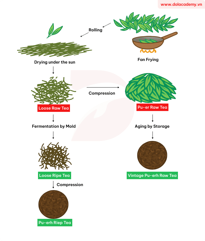Forecast IELTS Writing Task 1 - (Process) - Topic Pu’erh tea production process & sample band 8.5+